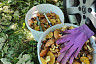 Саратовцы собирают в лесах грибы и землянику